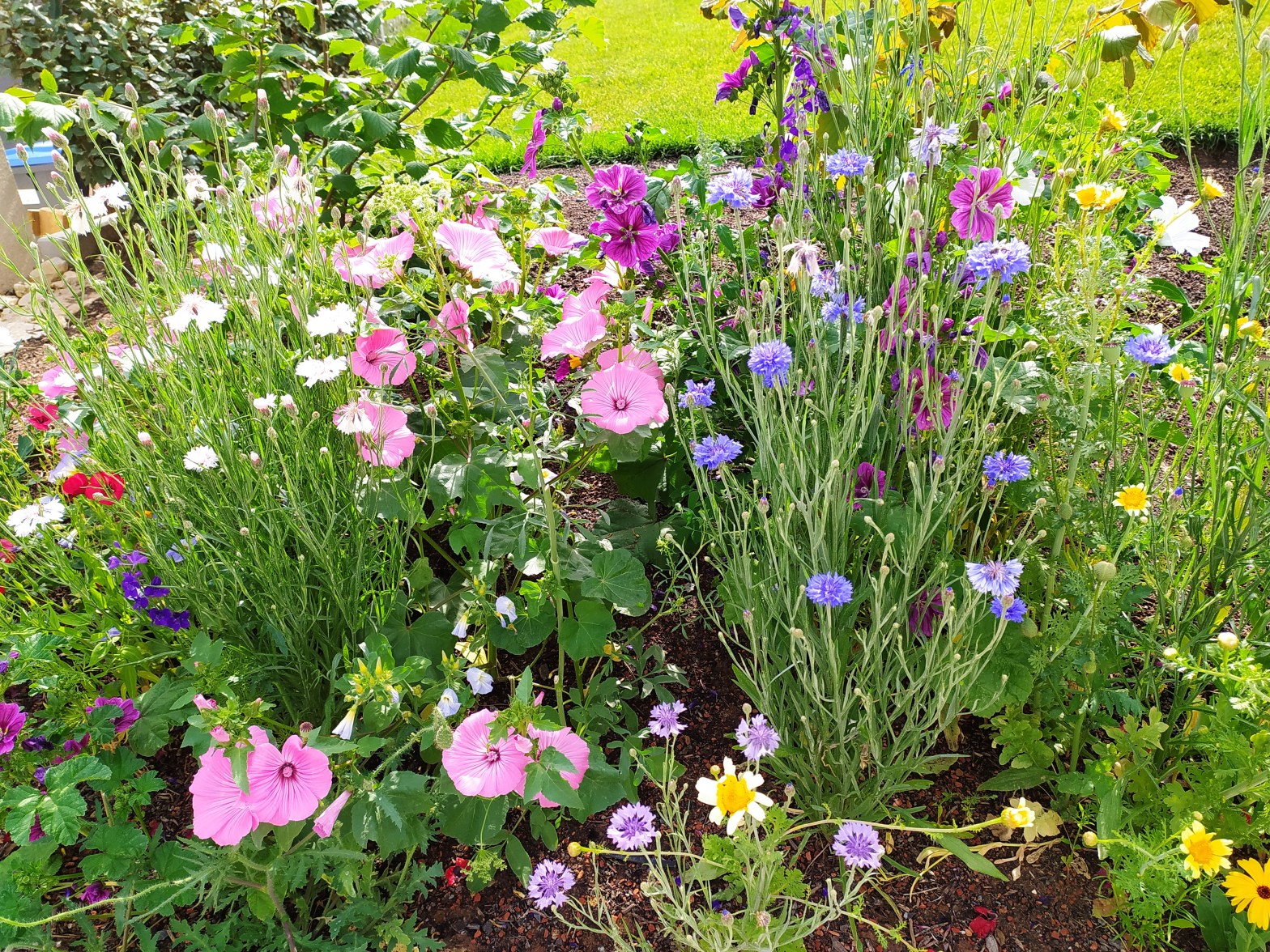 Kinderstunde für Klein-und Vorschulkinder zum Thema „Wachsen und&nbsp;Blumen“
