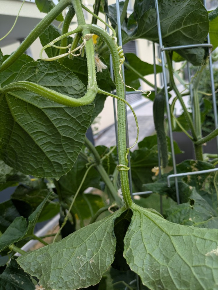 Was mein Garten mir predigt: Die&nbsp;Gurkenranke